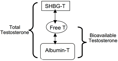 free testosterone vs bound testosterone